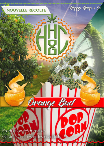 Pop Corn Orange Bud - GreenHouse - Happy Hemp & Co