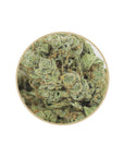 Jack Herer - Indoor - Happy Hemp & Co