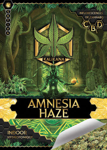 Amnesia Haze - Indoor