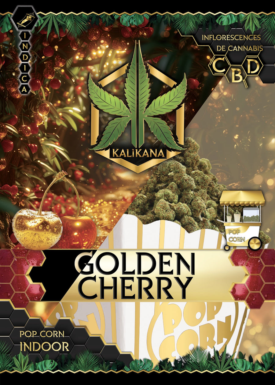 Pop Corn Golden Cherry - Indoor