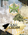 Pop Corn Kali Cream - Indoor