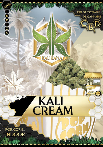 Pop Corn Kali Cream - Indoor