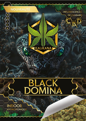Black Domina - Indoor