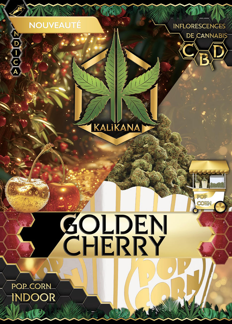 Pop Corn Golden Cherry - Indoor