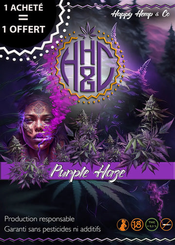 Purple Haze - Indoor