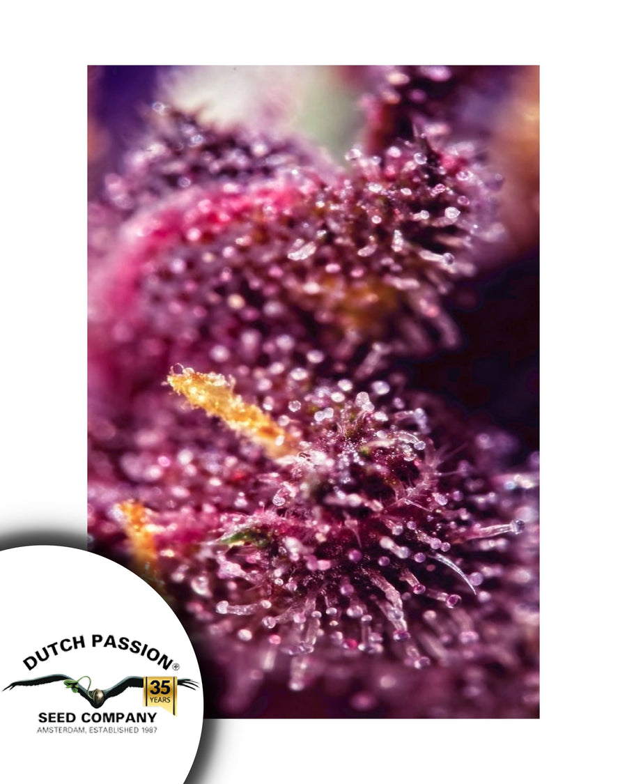 Black Berry - Auto-Flo CBD - Happy Hemp & Co