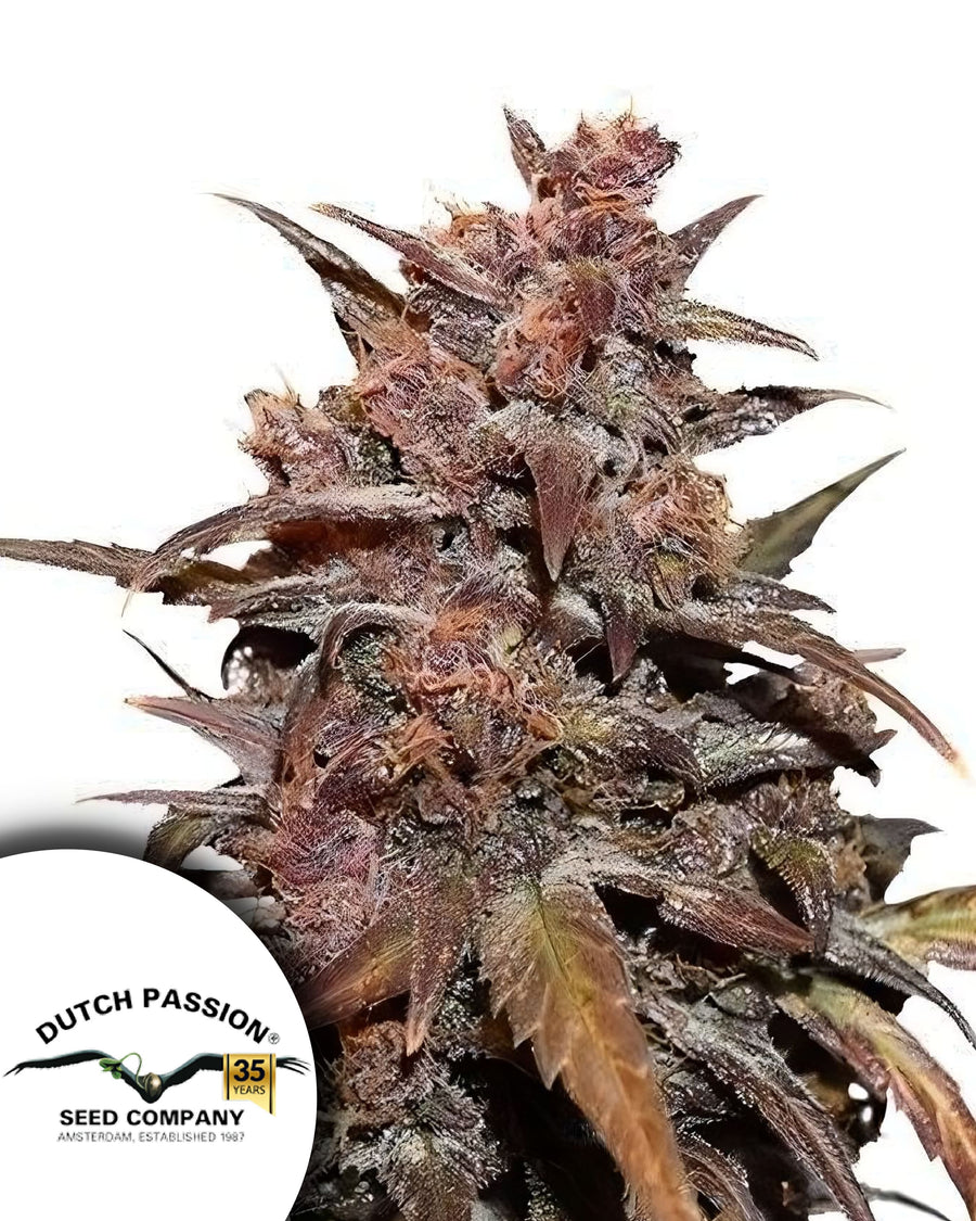 Black Berry - Auto-Flo CBD - Happy Hemp & Co
