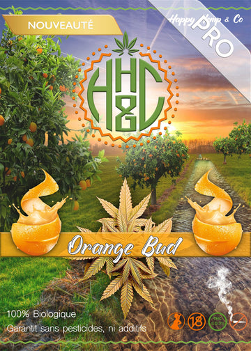 Orange Bud - GreenHouse / Vrac Pro - Happy Hemp & Co